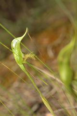 Pterostylis turfosa