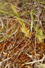 Pterostylis turfosa