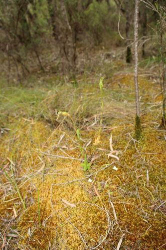 Image of Pterostylis turfosa by (c) Em Lamond, some rights reserved (CC BY)