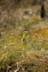 Pterostylis turfosa