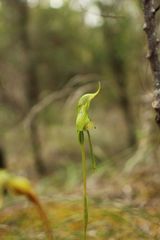 Pterostylis turfosa