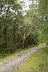 Eucalyptus diversicolor