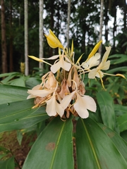 Hedychium flavum