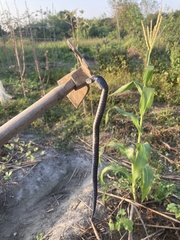 Pareas margaritophorus