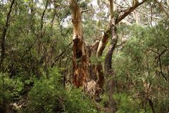 Eucalyptus diversicolor