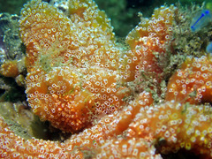 Aplidium benhami