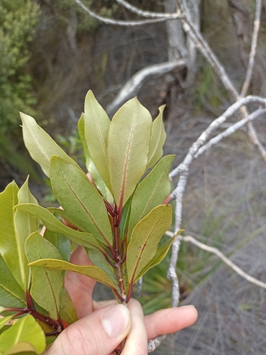 Image of Pittosporum umbellatum by (c) Oscar Dove, some rights reserved (CC BY)