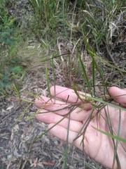 Acacia longissima