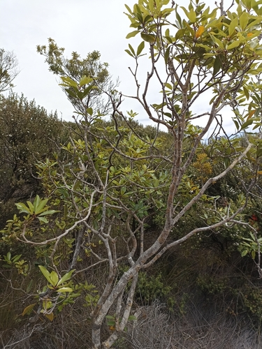 Image of Pittosporum umbellatum by (c) Oscar Dove, some rights reserved (CC BY)