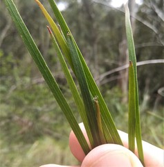Acacia longissima