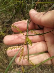 Acacia longissima