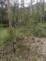 Acacia longissima