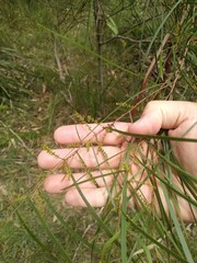 Acacia longissima