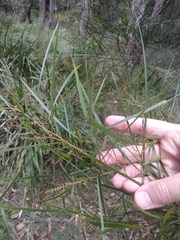 Acacia longissima