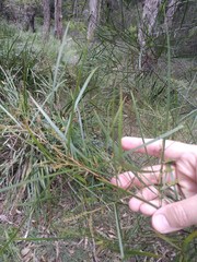 Acacia longissima