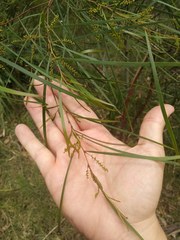 Acacia longissima