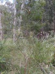 Acacia longissima