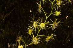 Drosera modesta