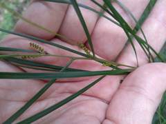 Acacia longissima