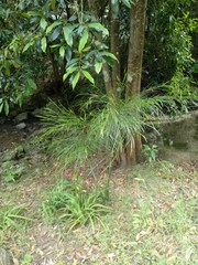 Acacia longissima