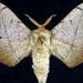 Cicinnus - Photo (c) Jim Vargo at Moth Photographers Group,  זכויות יוצרים חלקיות (CC BY-NC-SA)