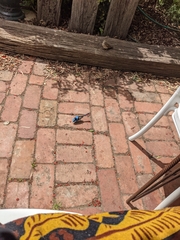 Malurus cyaneus ashbyi