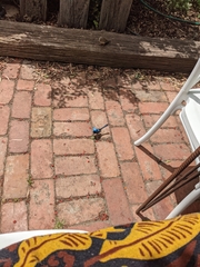 Malurus cyaneus ashbyi