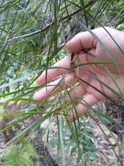 Acacia longissima