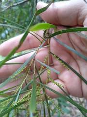 Acacia longissima