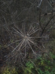 Heracleum sosnowskyi