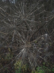 Heracleum sosnowskyi