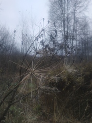 Heracleum sosnowskyi
