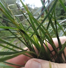 Acacia longissima