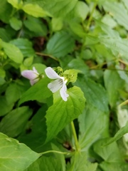 Viola canadensis