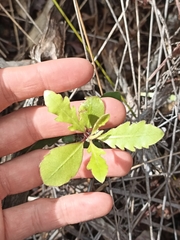 Japanese cheesewood (Pittosporum virgatum)