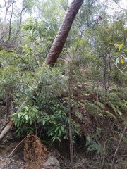 Acacia longissima