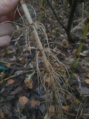 Equisetum fluviatile