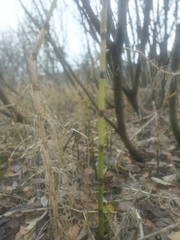 Equisetum fluviatile