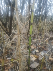 Equisetum fluviatile