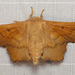 Scalloped Sack-bearer Moth - Photo (c) Jenn Forman Orth, some rights reserved (CC BY-NC-SA)