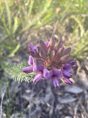 Gompholobium confertum