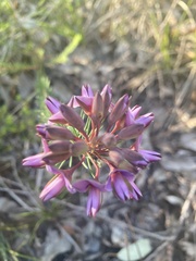 Gompholobium confertum