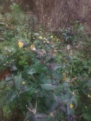 Sonchus oleraceus