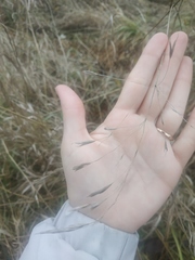 Bromus inermis