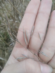 Bromus inermis
