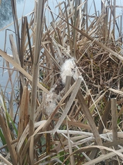 Typha latifolia