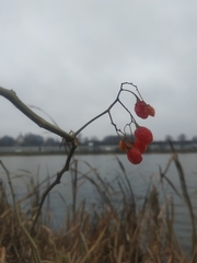 Solanum dulcamara