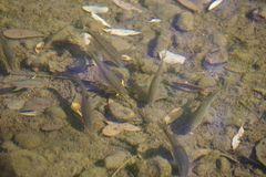 Sarmarutilus rubilio