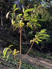 Magnolia champaca