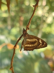 Anarrhotus fossulatus